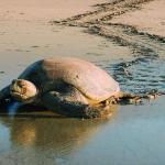 A female sea turtle returns to the ocean after laying her eggs | Earthwatch